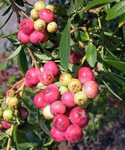 Pink Lemonade Blueberry Bush - Dwarf Blueberry Plant - Dwarf Fruit Tree - Live Starter Blue Berry Plant - Fruit Tree Live Plant
