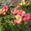 Pink Lemonade Blueberry Plant 6-8in Vaccinium Rabbiteye Fruit Shrub