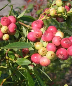 Pink Lemonade Blueberry Plant 6-8in Vaccinium Rabbiteye Fruit Shrub