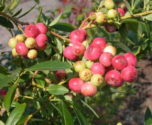 Pink Lemonade Blueberry Plant 6-8in Vaccinium Rabbiteye Fruit Shrub