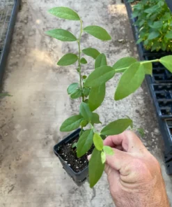 Pink Lemonade Blueberry Plant 6-8in Vaccinium Rabbiteye Fruit Shrub