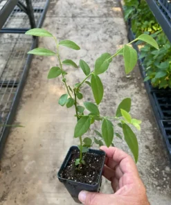 Pink Lemonade Blueberry Plant 6-8in Vaccinium Rabbiteye Fruit Shrub