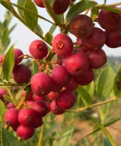 Pink Lemonade Blueberry Plant 6-8in Vaccinium Rabbiteye Fruit Shrub