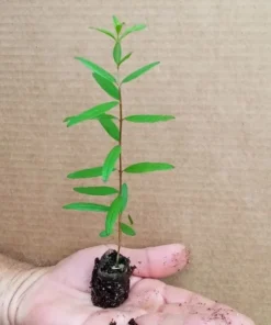 Pomegranate Tree - Parfianka Pomegranate Live Trees - Punica Granatum - Russian Pomegranate Plant - Fruit Trees Live Plant - Live Fruit Tree
