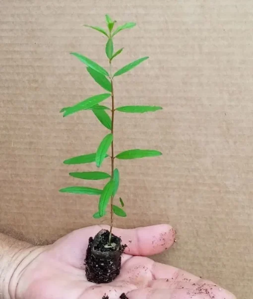 Pomegranate Tree - Parfianka Pomegranate Live Trees - Punica Granatum - Russian Pomegranate Plant - Fruit Trees Live Plant - Live Fruit Tree