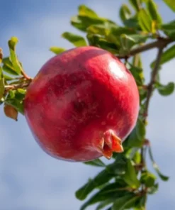 Pomegranate Tree - Parfianka Pomegranate Live Trees - Punica Granatum - Russian Pomegranate Plant - Fruit Trees Live Plant - Live Fruit Tree