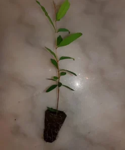 Pomegranate Tree - Salavatski Pomegranate Starter Tree - Punica Granatum - Fruit Trees - Fruit Trees Live Plant - Russian Pomegranate Plant