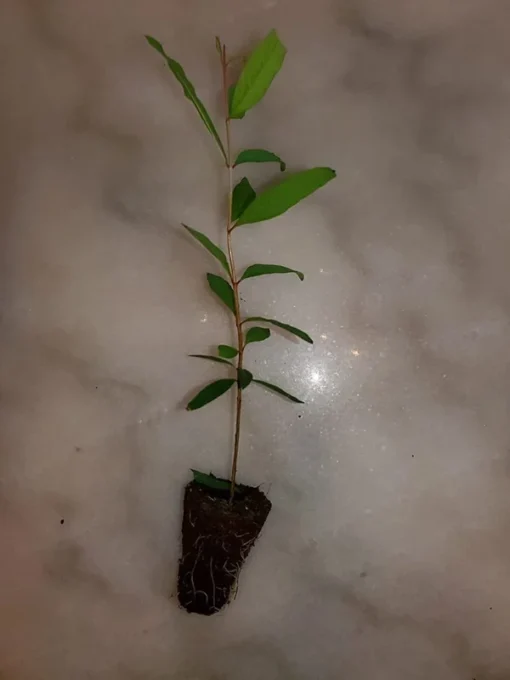 Pomegranate Tree - Salavatski Pomegranate Starter Tree - Punica Granatum - Fruit Trees - Fruit Trees Live Plant - Russian Pomegranate Plant