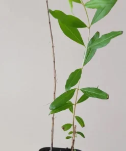 Pomegranate Tree - Salavatski Pomegranate Starter Tree - Punica Granatum - Fruit Trees - Fruit Trees Live Plant - Russian Pomegranate Plant