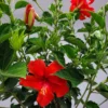 President Red Hibiscus Plants - 2 Starter Live Plants 3-5 Inch Tall - Red Hibiscus Flower Plants - Plug Size