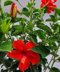 President Red Hibiscus Plants - 2 Starter Live Plants 3-5 Inch Tall - Red Hibiscus Flower Plants - Plug Size