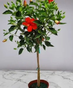 President Red Hibiscus Plants - 2 Starter Live Plants 3-5 Inch Tall - Red Hibiscus Flower Plants - Plug Size
