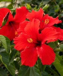 President Red Hibiscus Plants - 2 Starter Live Plants 3-5 Inch Tall - Red Hibiscus Flower Plants - Plug Size