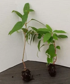 Prolific Kiwi Tree - Hardy Kiwi Prolific Plant - 4-6 Inches Starter - Live Plant for Planting - Self-Fertile Fruit Tree - Hardy Kiwi Plant