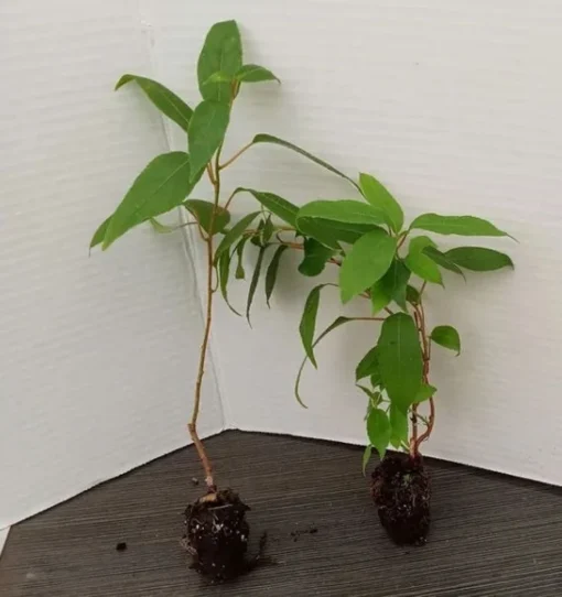 Prolific Kiwi Tree - Hardy Kiwi Prolific Plant - 4-6 Inches Starter - Live Plant for Planting - Self-Fertile Fruit Tree - Hardy Kiwi Plant