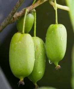 Prolific Kiwi Tree - Hardy Kiwi Prolific Plant - 4-6 Inches Starter - Live Plant for Planting - Self-Fertile Fruit Tree - Hardy Kiwi Plant
