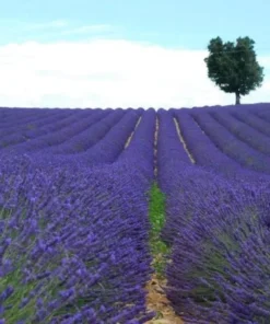 Provence French Lavender Plant- Very Fragrant Lavender Plant - Live Plant - 4-6 inch Starter Provence Lavender - Lavandula x intermedia