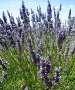 Provence French Lavender Plant- Very Fragrant Lavender Plant - Live Plant - 4-6 inch Starter Provence Lavender - Lavandula x intermedia