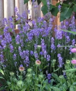 Provence French Lavender Plant- Very Fragrant Lavender Plant - Live Plant - 4-6 inch Starter Provence Lavender - Lavandula x intermedia