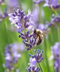 Provence French Lavender Plant- Very Fragrant Lavender Plant - Live Plant - 4-6 inch Starter Provence Lavender - Lavandula x intermedia