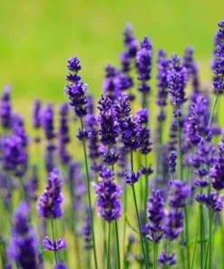 Provence French Lavender Plant- Very Fragrant Lavender Plant - Live Plant - 4-6 inch Starter Provence Lavender - Lavandula x intermedia