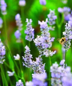 Provence French Lavender Plant- Very Fragrant Lavender Plant - Live Plant - 4-6 inch Starter Provence Lavender - Lavandula x intermedia