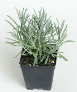Provence French Lavender Plant- Very Fragrant Lavender Plant - Live Plant - 4-6 inch Starter Provence Lavender - Lavandula x intermedia
