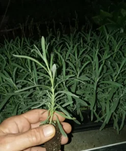 Provence French Lavender Plant- Very Fragrant Lavender Plant - Live Plant - 4-6 inch Starter Provence Lavender - Lavandula x intermedia