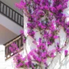 Purple Bougainvillea Flower Plants - Pack of 2 Live Elizabeth Angus Bougainvilleas - 4-6 Inches Tall - Vibrant Blooms