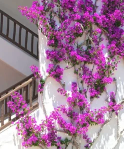 Purple Bougainvillea Flower Plants - Pack of 2 Live Elizabeth Angus Bougainvilleas - 4-6 Inches Tall - Vibrant Blooms