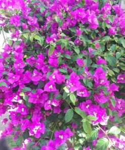 Purple Bougainvillea Flower Plants - Pack of 2 Live Elizabeth Angus Bougainvilleas - 4-6 Inches Tall - Vibrant Blooms