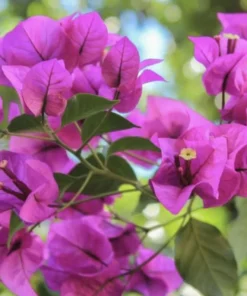 Purple Bougainvillea Flower Plants - Pack of 2 Live Elizabeth Angus Bougainvilleas - 4-6 Inches Tall - Vibrant Blooms