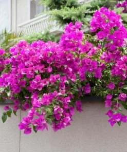 Purple Bougainvillea Flower Plants - Pack of 2 Live Elizabeth Angus Bougainvilleas - 4-6 Inches Tall - Vibrant Blooms