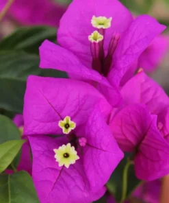 Purple Bougainvillea Flower Plants - Pack of 2 Live Elizabeth Angus Bougainvilleas - 4-6 Inches Tall - Vibrant Blooms