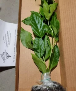 Purple Passion Fruit Plant - Starter Passiflora Purple Possum Passion Fruit Edible Passion Fruit Tree - Passion Plant Live
