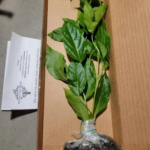 Purple Passion Fruit Plant - Starter Passiflora Purple Possum Passion Fruit Edible Passion Fruit Tree - Passion Plant Live