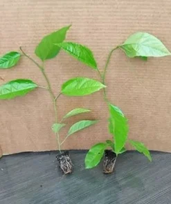 Purple Passion Fruit Plant - Starter Passiflora Purple Possum Passion Fruit Edible Passion Fruit Tree - Passion Plant Live