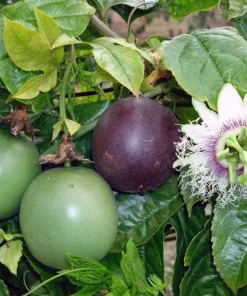 Purple Passion Fruit Plant - Starter Passiflora Purple Possum Passion Fruit Edible Passion Fruit Tree - Passion Plant Live