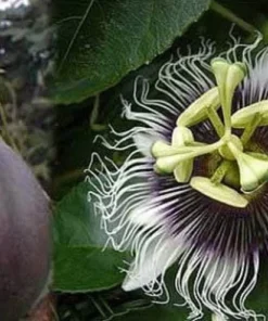 Purple Passion Fruit Plant - Starter Passiflora Purple Possum Passion Fruit Edible Passion Fruit Tree - Passion Plant Live