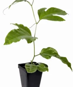 Purple Passion Fruit Plant - Starter Passiflora Purple Possum Passion Fruit Edible Passion Fruit Tree - Passion Plant Live
