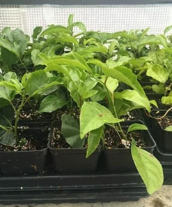 Purple Passion Fruit Plant - Starter Passiflora Purple Possum Passion Fruit Edible Passion Fruit Tree - Passion Plant Live