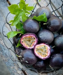 Purple Passion Fruit Plant - Starter Passiflora Purple Possum Passion Fruit Edible Passion Fruit Tree - Passion Plant Live