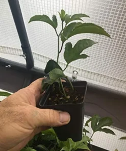Purple Passion Fruit Plant - Starter Passiflora Purple Possum Passion Fruit Edible Passion Fruit Tree - Passion Plant Live