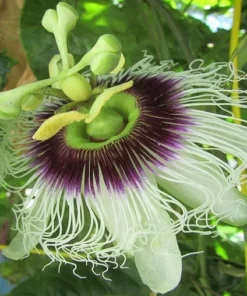 Purple Passion Fruit Plant - Starter Passiflora Purple Possum Passion Fruit Edible Passion Fruit Tree - Passion Plant Live