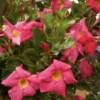 RED Riding Hood Pink Mandevilla Dipladenia - Pack of 2 - Tropical Flowering Vine Plant Brazilian Jasmine Starter