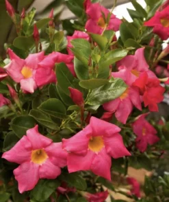 RED Riding Hood Pink Mandevilla Dipladenia - Pack of 2 - Tropical Flowering Vine Plant Brazilian Jasmine Starter