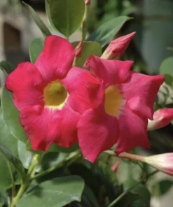 RED Riding Hood Pink Mandevilla Dipladenia - Pack of 2 - Tropical Flowering Vine Plant Brazilian Jasmine Starter