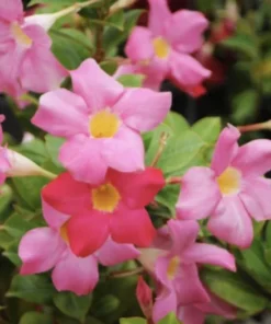 RED Riding Hood Pink Mandevilla Dipladenia - Pack of 2 - Tropical Flowering Vine Plant Brazilian Jasmine Starter