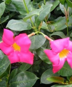 RED Riding Hood Pink Mandevilla Dipladenia - Pack of 2 - Tropical Flowering Vine Plant Brazilian Jasmine Starter