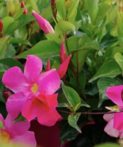RED Riding Hood Pink Mandevilla Dipladenia - Pack of 2 - Tropical Flowering Vine Plant Brazilian Jasmine Starter